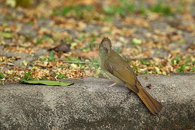 Grey-eyed Bulbul (Iole propinqua) at Khao Yai National Park, Thailand stock-image by Agami/Helge Sorensen,