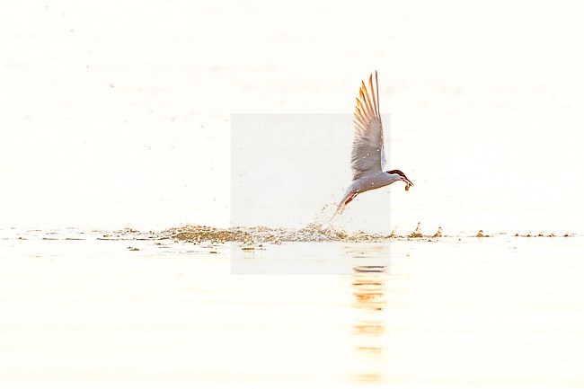 Adult Common Tern, Sterna hirundo, in flight. Fishing in the old Rhine outlet in the North Sea at Katwijk, Netherlands. stock-image by Agami/Marc Guyt,