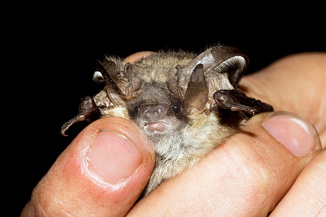 Grijze Grootoorvleermuis, Grey Long-eared Bat, Plecotus Austriacus stock-image by Agami/Theo Douma,