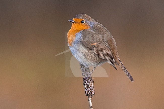 European Robin (Erithacus rubecula) perched on a branch with brown background stock-image by Agami/Daniele Occhiato,