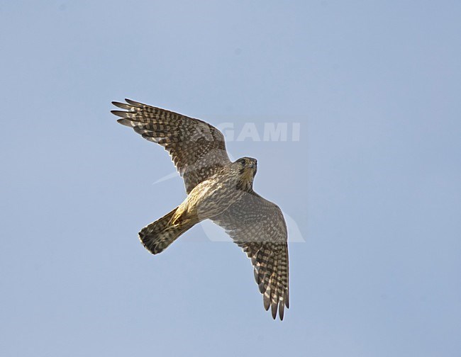 Merlin adult flying; Smelleken volwassen vliegend stock-image by Agami/Markus Varesvuo,