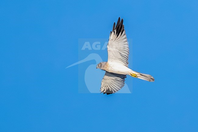 Second calendar male Pallid Harrier (Circus Circus macrourus) flying over an agricultural field in Landen near Hélécine, Flamish Brabant, Belgium. stock-image by Agami/Vincent Legrand,