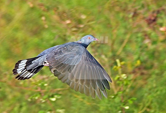 Bolle's Pigeon (Columba bollii) in flight at Tenerife, Spain. stock-image by Agami/Eduard Sangster,