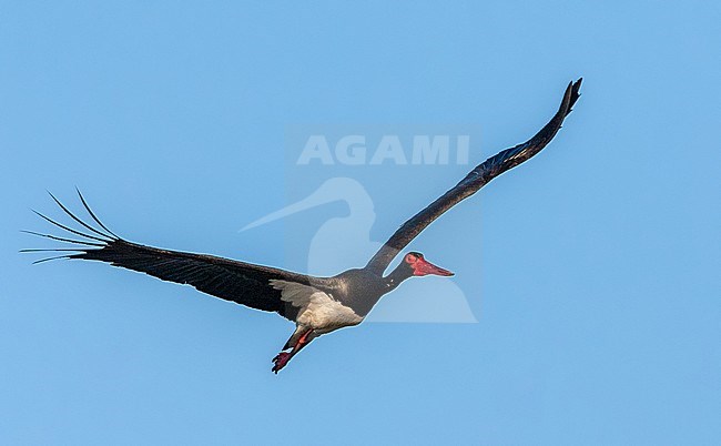 Adult Black Stork (Ciconia nigra) in flight during spring migration on the Greek island Lesvos. stock-image by Agami/Marc Guyt,