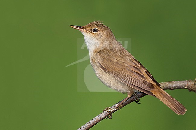 Kleine Karekiet, Eurasian Reed Warber stock-image by Agami/Ralph Martin,
