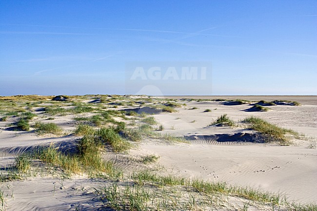 Duinvorming Vlieland Nederland; Dune growth Vlieland Netherlands stock-image by Agami/Marc Guyt,