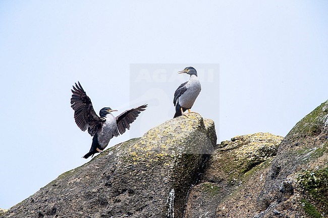 Two Pitt Shags (Phalacrocorax featherstoni), also known as the Pitt Island shag or Featherstone's shag, at the Chatham Islands, New Zealand. Sitting on coastal boulder. stock-image by Agami/Marc Guyt,