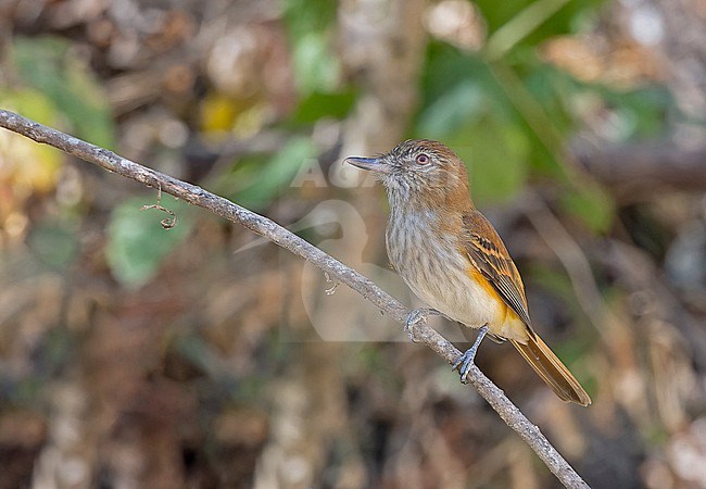 Bright-rumped attila (Attila spadiceus) in Western Mexico. stock-image by Agami/Pete Morris,