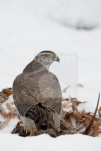 Havik in winters landschap op prooi; Northern Goshawk in winter setting on prey stock-image by Agami/Markus Varesvuo,