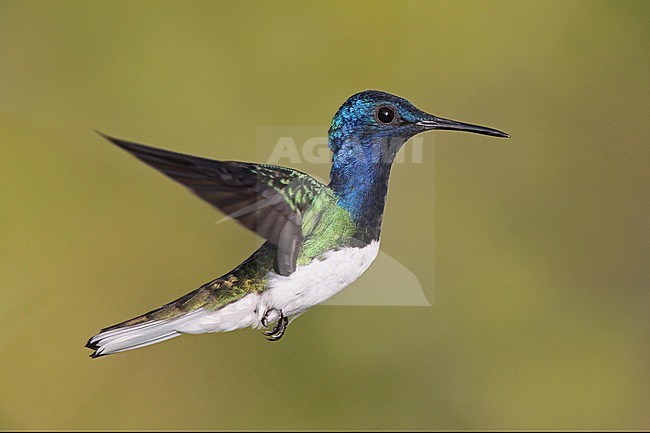 A male White-necked Jacobin (Florisuga mellivora mellivora) at ProAves Blue-billed Curassow Reserve, Puerto Pinzon, Boyaca, Colombia. stock-image by Agami/Tom Friedel,