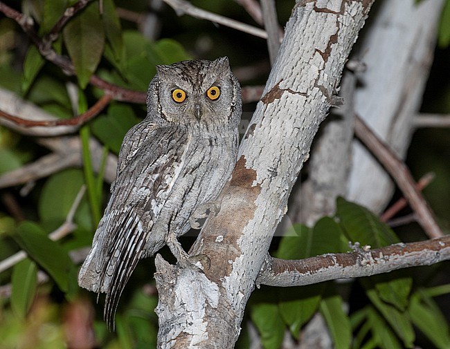 Pallid Scops Owl (Otus brucei) perched in a tree during the night. stock-image by Agami/Pete Morris,