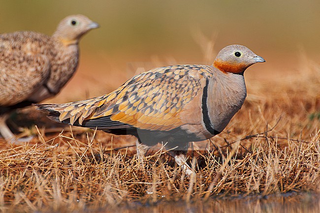 Black-bellied Sandgrouse (Pterocles orientalis) in the steppes near Belchite in Spain. stock-image by Agami/Marc Guyt,