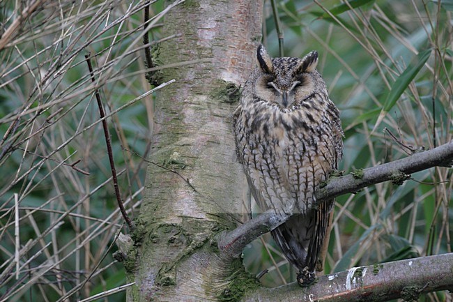 Ransuil zittend op tak; Long-eared Owl perched on branch stock-image by Agami/Chris van Rijswijk,