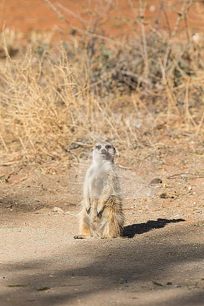 Meerkat (Suricata suricatta) in South Africa. stock-image by Agami/Pete Morris,