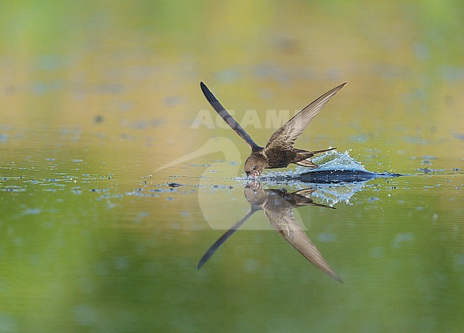 Drinking and foraging adult Common Swift (Apus apus) on a very hot weather summer day, skimming water surface by flying fast and very low with its bill wide open. Surface of the water is very smooth and calm and creating a reflection and mirror image of the bird. touching and splitting the water gives a trail of splashes and droplets stock-image by Agami/Ran Schols,