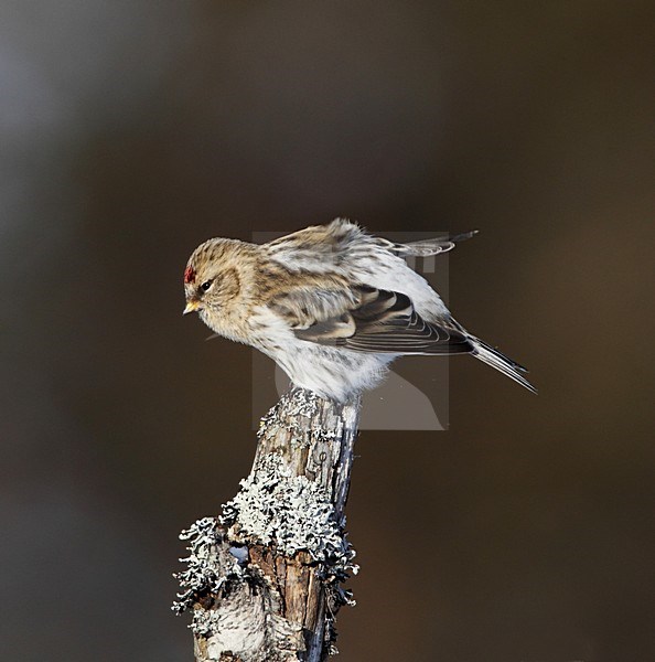 Witstuitbarmsijs, Coues's Arctic Redpoll, Carduelis hornemanni exilipes stock-image by Agami/Hugh Harrop,