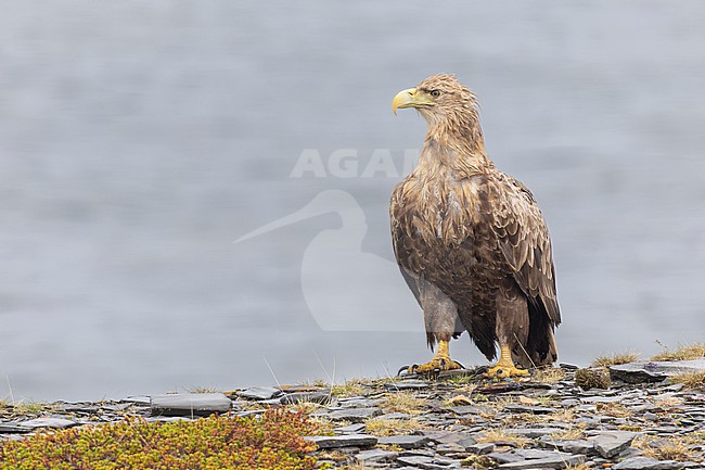 White-tailed Eagle (Haliaeetus albicilla), subadult perched on a rock, Finnmark, Norway stock-image by Agami/Saverio Gatto,