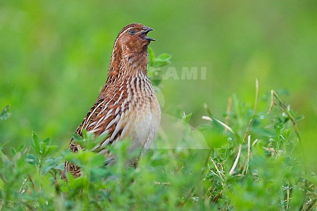 Common Quail (Coturnix coturnix), adult male singing in an Alfalfa field stock-image by Agami/Saverio Gatto,