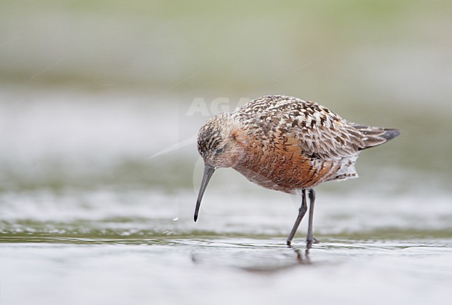 Volwassen Krombekstrandloper; Adult Curlew Sandpiper stock-image by Agami/Markus Varesvuo,