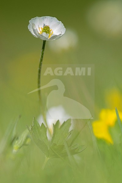 KuepferÂ´s Buttercup stock-image by Agami/Wil Leurs,