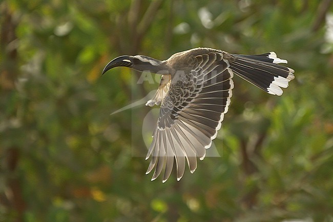 African Gray Hornbill (Lophoceros nasutus nasutus), juvenile bird in flight against green backgound in Gambia, Africa stock-image by Agami/Kari Eischer,