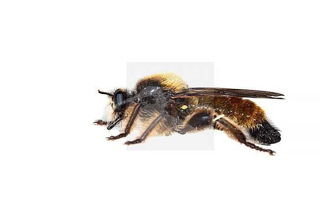 Laphria flava stock-image by Agami/Wil Leurs,