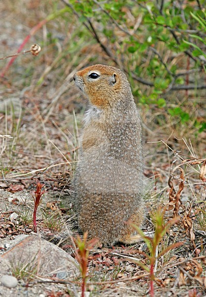 Arctische Grondeekhoorn, Arctic ground squirrel stock-image by Agami/Pete Morris,