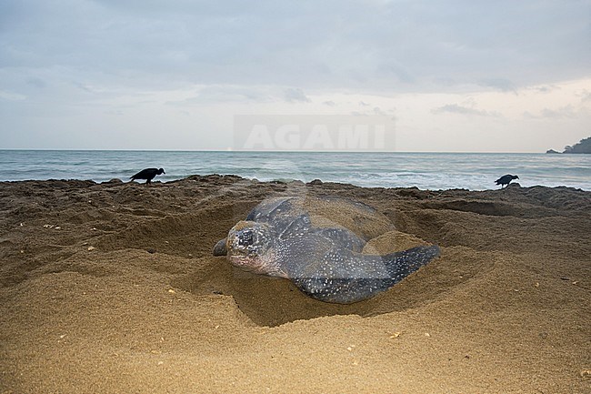 Lederschildpad op strand van Trinidad; Leatherback Sea Turtle (Dermochelys coriacea), on a Trinidad beach stock-image by Agami/Pete Morris,