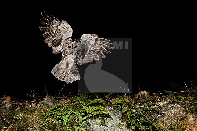 Adult Tawny Owl (Strix aluco) in the Aosta valley in northern Italy. Landing on the ground, hunting for food. stock-image by Agami/Alain Ghignone,