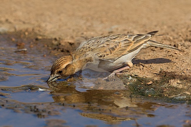 Kortteenleeuwerik drinkend; Short-toed Lark drinking stock-image by Agami/Daniele Occhiato,