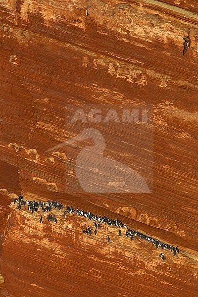 Common Guillemots (Uria aalge) on a breeding cliff on Helgoland, Germany. During golden hour. stock-image by Agami/Harvey van Diek,
