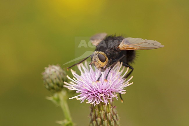 Stekelsluipvlieg;  giant tachinid fly; stock-image by Agami/Walter Soestbergen,