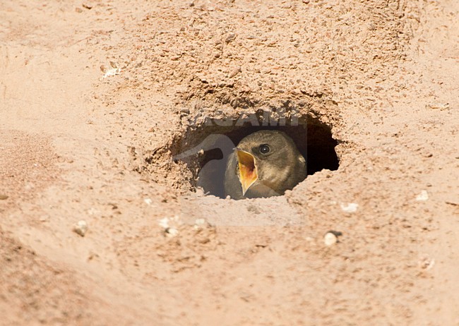 Oeverzwaluw bij nesthol; Sand Martin at nest opening stock-image by Agami/Jari Peltomäki,