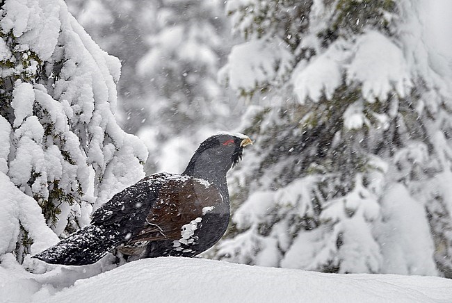 Auerhoen, Western Capercaillie stock-image by Agami/Markus Varesvuo,