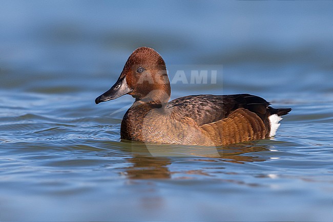 Witoogeend; Aythya nyroca; Ferruginous Duck stock-image by Agami/Daniele Occhiato,