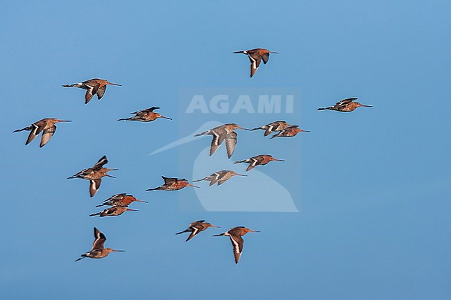 Big flock of spring Black-tailed Godwit, Limosa limosa, in flight at Starrevaart, Zuid-Holland, Netherlands. stock-image by Agami/Marc Guyt,
