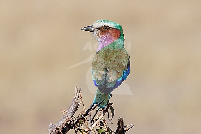 Lilac-breasted Roller (Coracias caudatus) taken the 08/08/2023 at Chobe National Park - Botswana. stock-image by Agami/Nicolas Bastide,