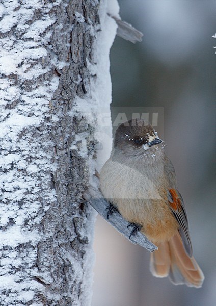 Taigagaai in besneeuwde boom, Siberian Jay in snow covered tree stock-image by Agami/Markus Varesvuo,