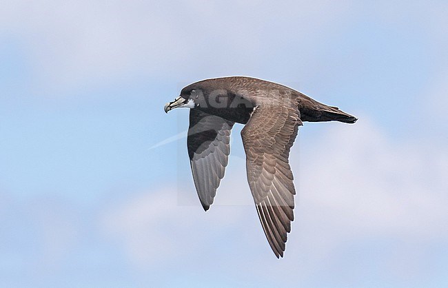 White-chinned Petrel (Procellaria aequinoctialis) off the coast of South Africa. stock-image by Agami/Pete Morris,