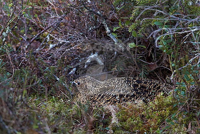 Moerassneeuwhoen broedend, Willow Ptarmigan breeding stock-image by Agami/Markus Varesvuo,