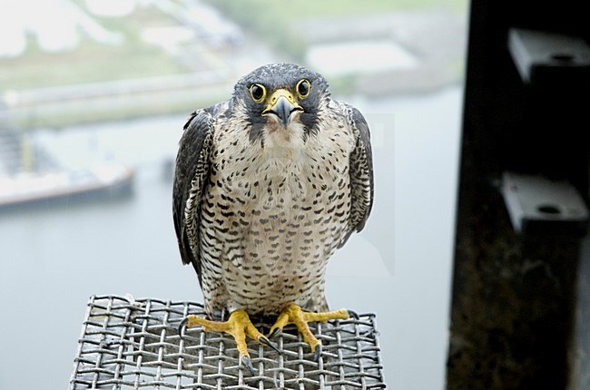 Slechtvalk bij nest, Peregrine Falcon at nestsite stock-image by Agami/Wil Leurs,