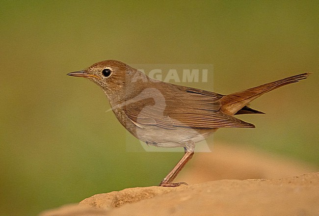  stock-image by Agami/Eduard Sangster,