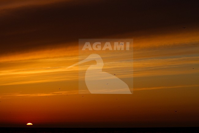 Zonsondergang met aswolken IJsland; Sunset with ashclouds Iceland stock-image by Agami/Menno van Duijn,