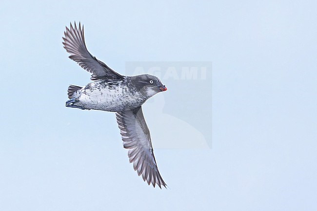 Least Auklet (Aethia pusilla) at a breeding colony on St Paul Island, Alaska stock-image by Agami/Dubi Shapiro,