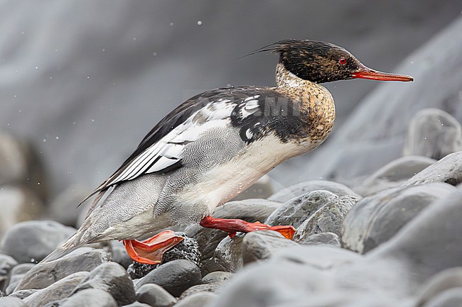 Red-breasted Merganser (Mergus serrator), side view of an adult male standing on some rocks, Capital Region, Iceland stock-image by Agami/Saverio Gatto,