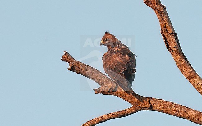 Back view of a Wahlberg's Eagle (Hieraaetus wahlbergi) roosting on a branck. South Africa stock-image by Agami/Markku Rantala,