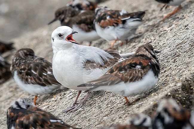 First winter moulting to fisrt summer Ross's Gull (Rhodostethia rosea) sitting on a block of Scheveningen pier, Zuid-Holland, the Netherlands. stock-image by Agami/Vincent Legrand,