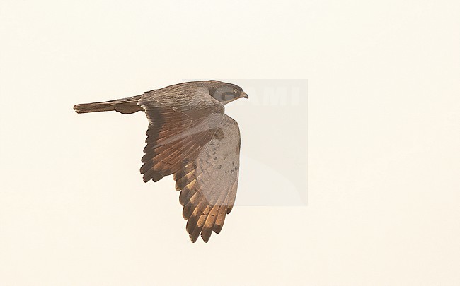 Grasshopper Buzzard (Butastur rufipennis) near Dindefelo, in the extreme south east of Senegal. stock-image by Agami/Eduard Sangster,