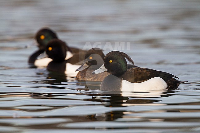 Tufted Duck - Reiherente - Aythya fuligula, Germany, adult male stock-image by Agami/Ralph Martin,