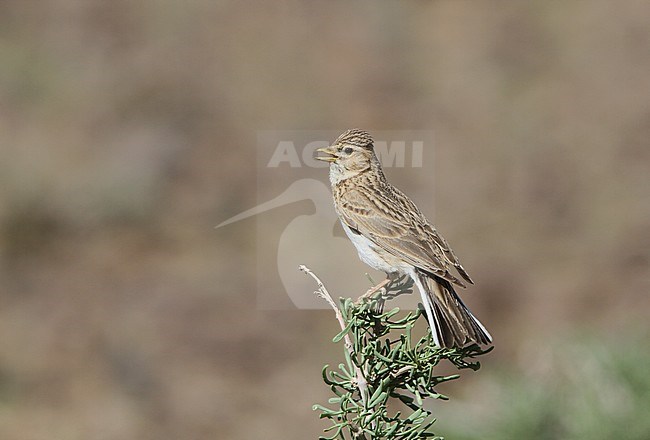Asian Short-toed Lark (Alaudala cheleensis) singing from a perch in the Mongolian desert. stock-image by Agami/James Eaton,